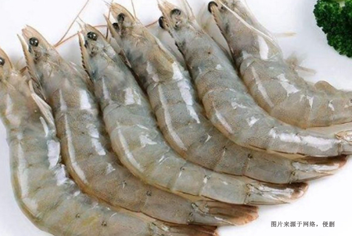 進口伊朗冷凍南美白對蝦報關