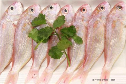 2分鐘看懂進(jìn)口巴基斯坦金線魚報(bào)關(guān)流程及費(fèi)用