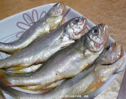 廣州冷凍魚報關行：阿根廷冷凍石首魚進口報關資料