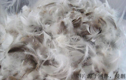 廣西進(jìn)口越南鴨毛清關(guān)流程_水洗鴨絨進(jìn)口報(bào)關(guān)費(fèi)用