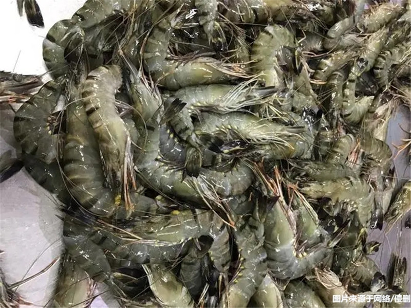 緬甸冷凍黑虎蝦進口報關流程 緬甸冷凍黑虎蝦進口報關流程
