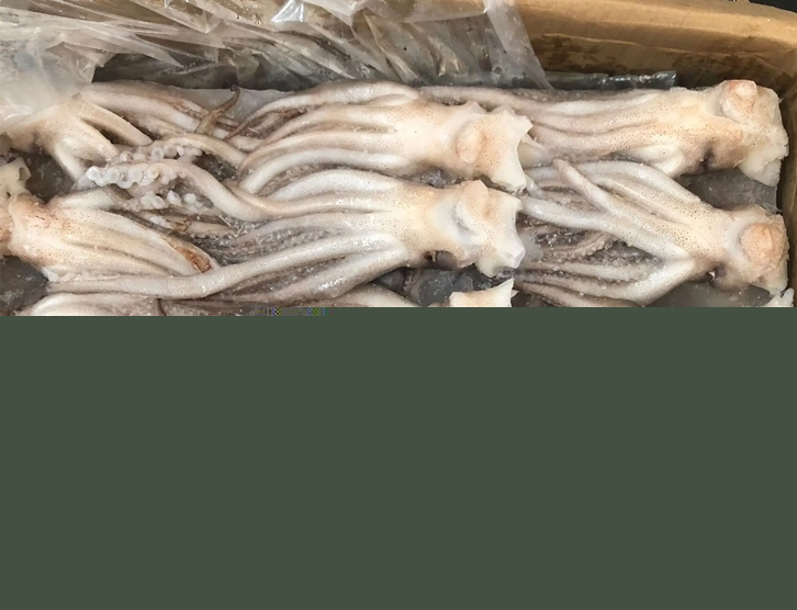 冷凍魷魚進(jìn)口報(bào)關(guān)_副本.jpg