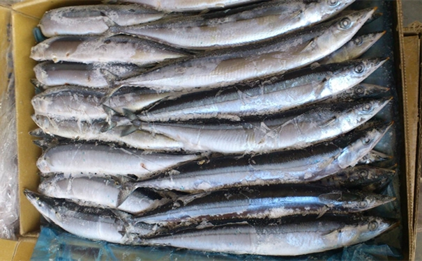 日本冷凍秋刀魚進口清關注意事項有哪些? 日本冷凍秋刀魚進口清關